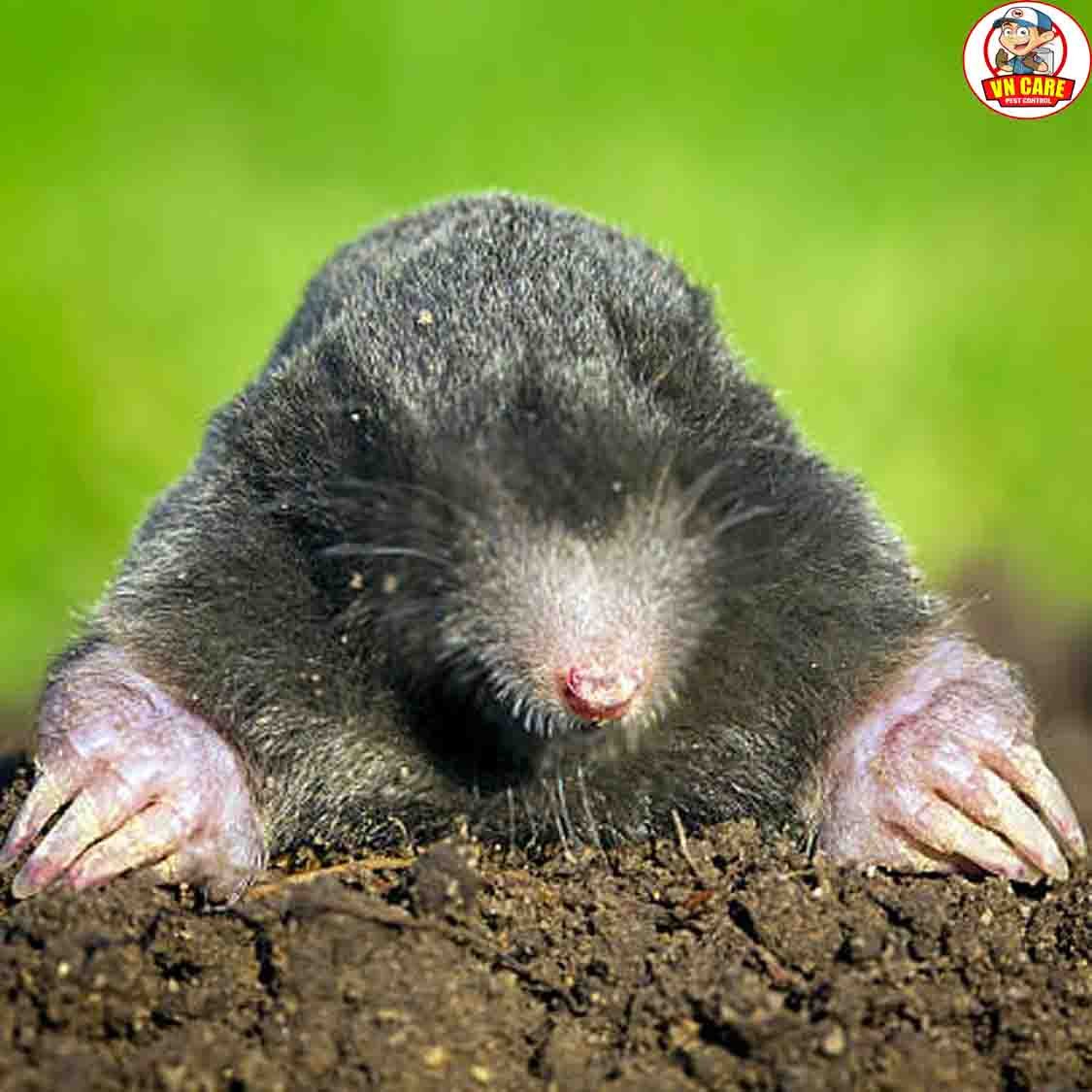 mole control